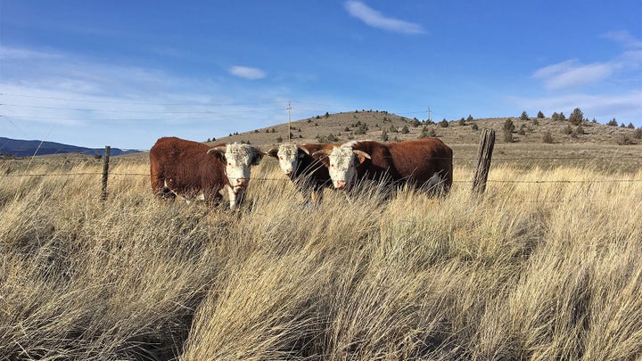 Years of drought in California have led to fierce battles over water among farmers, urban dwellers and wildlife advocates.