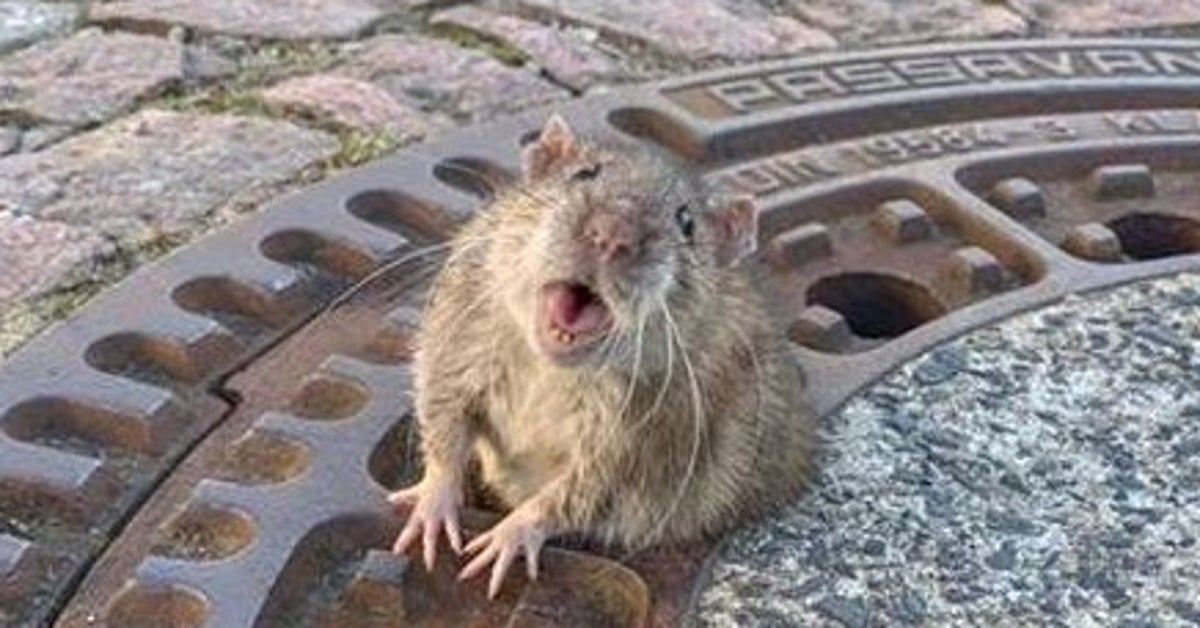 太り過ぎたネズミ マンホールの蓋の穴にハマり 消防士に救助される ハフポスト