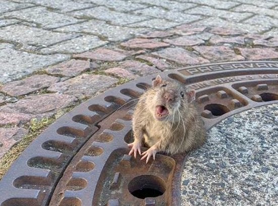 太り過ぎたネズミ マンホールの蓋の穴にハマり 消防士に救助される ハフポスト