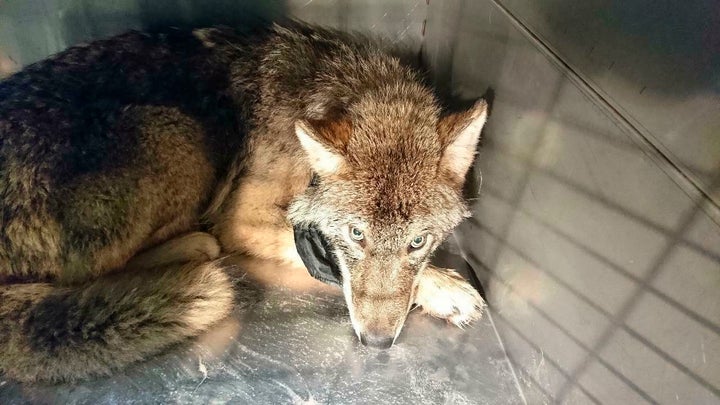 The wolf, suffering from shock and hypothermia, was taken to an animal shelter near Parnu River, Estonia. He was later r