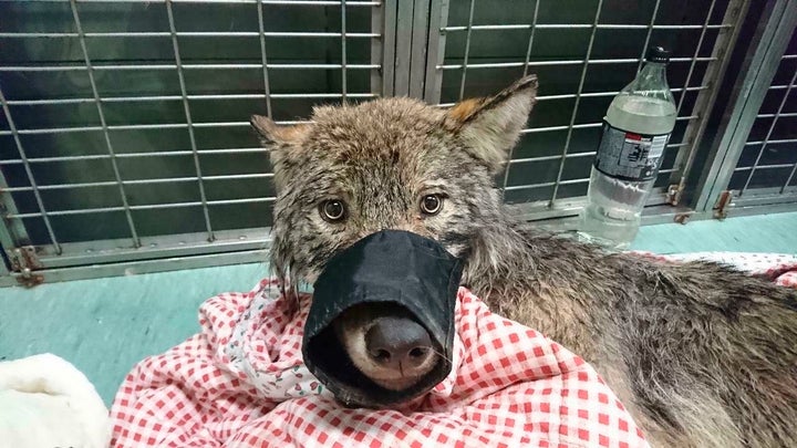 The lucky canine was saved from an icy fate by a group of local construction workers who mistook him as a dog.