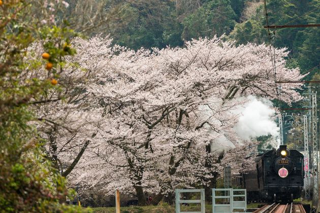 Slから夜桜見物は いかが 大井川鐵道が特別列車を運行へ ハフポスト