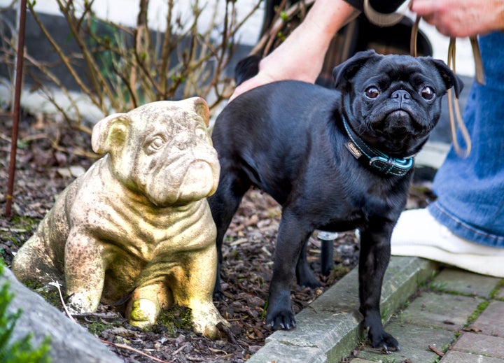 Edda the pug.