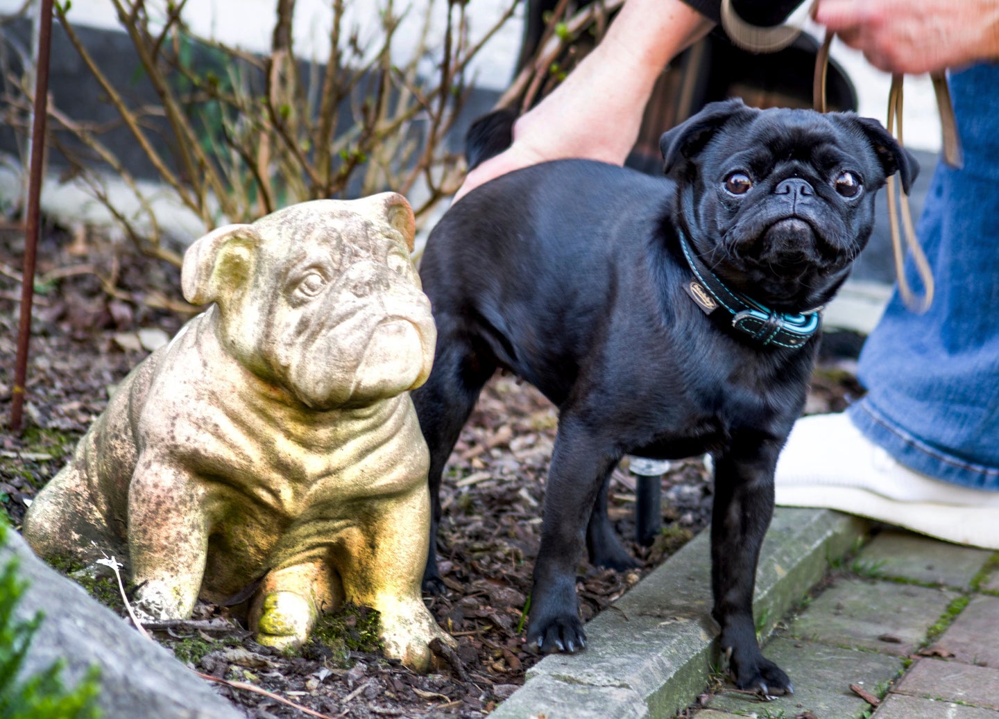 German Officials Seize Family's Pet Pug, Sell Her On eBay HuffPost