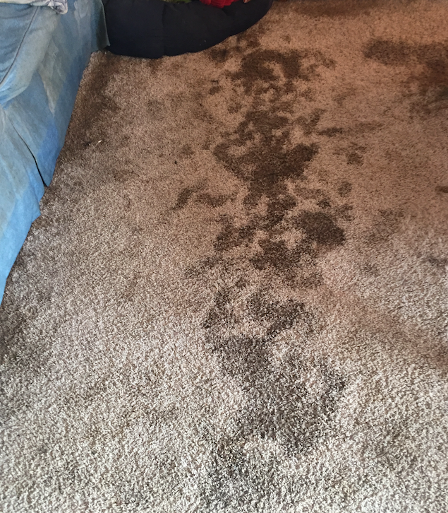 The lady who owned this particular house I visited when I sold flooring had six dogs that did their business wherever they pl