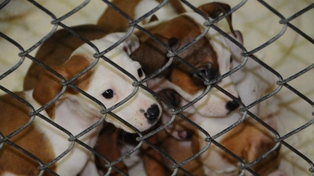 Puppies born to a stray dog at the Oktibbeha County Humane Society animal shelter in Starkville, Mississippi. The society is part of a growing trend to ship pets from Southern shelters with high “kill rates” to Northern states with demand for pet adoption. 