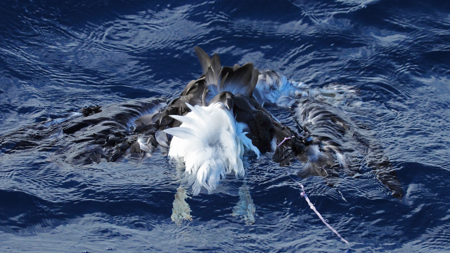 Balloons Are Killing Seabirds That Swallow Them, Study Finds HuffPost