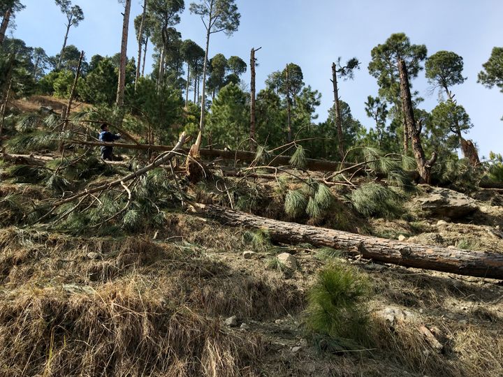 A man takes a photo with his mobile as he stands amidst damaged trees after Indian military aircrafts released payload, according to Pakistani officials, in Jaba village, Balakot, Pakistan.