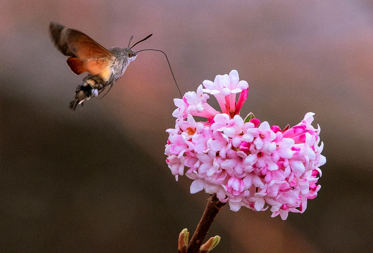 An insect flies next to a flower during springlike temperatures at the horticultural exhibition "ega" (Erfurt Garden Construction Exhibition) in Erfurt, Germany, on Feb. 28, 2019.