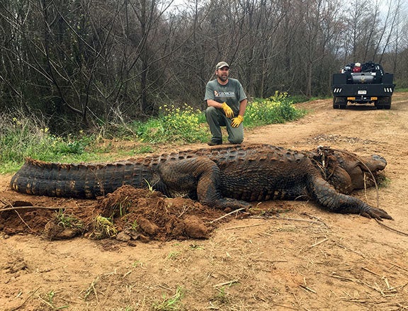 This Alligator Found In A Ditch Was So Large People Thought It Was