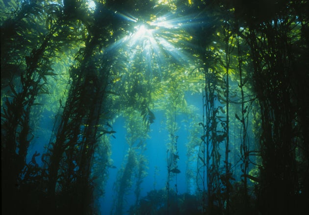 A kelp forest in Southern