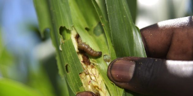 An agriculture officer inspects maize plants damaged by fall armyworm in the Trans Mzoia region of Kenya, on Wednesday, May 24, 2017.