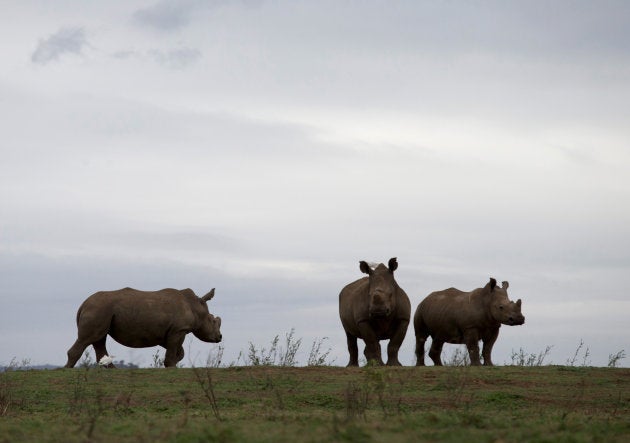 Rhinos are seen in the Pongola Nature Reserve in Jozini, South Africa, October 27, 2017. REUTERS/Rogan Ward