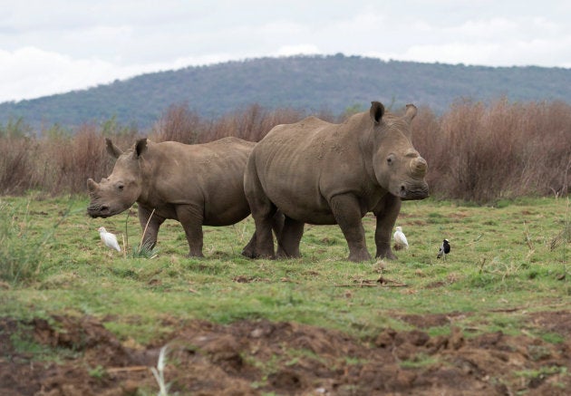 Rhinos graze in the Pongola Nature Reserve in Jozini, South Africa, October 27, 2017. REUTERS/Rogan Ward