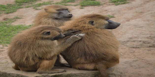 Baboons in the wild