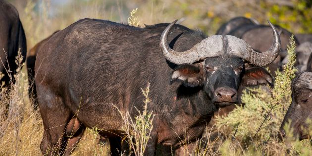 Cape buffalo bulls near Chitabe in the Okavango Delta in northern part of Botswana.