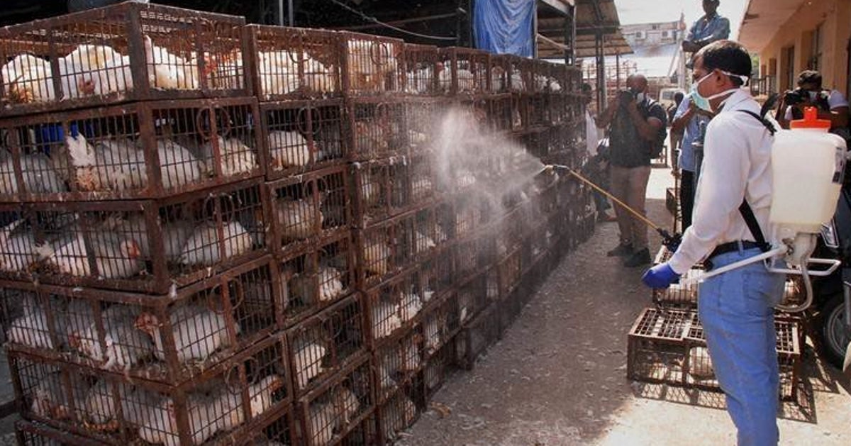 Poultry Association, Government Meet Over Bird Flu | HuffPost UK News
