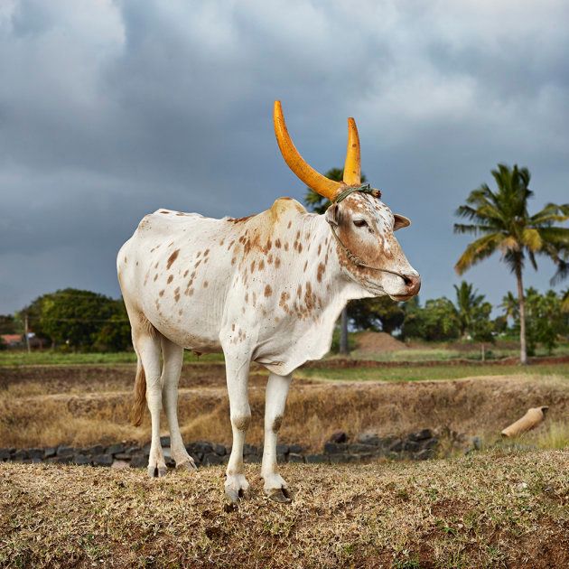 The photographer has photographed cattle around the world, from India (pictured) to Uganda.