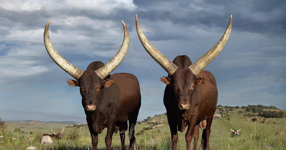photo Ramaphosa Cows president ramaphosa s cattle exhibited