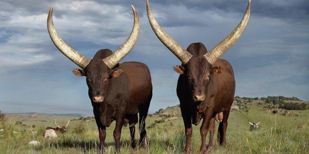 President Ramaphosa S Cattle Exhibited In Johannesburg Huffpost Uk