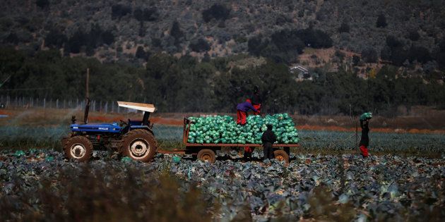 Farm workers harvest cabbages at a farm in Eikenhof south of Johannesburg, South Africa, on June 8 2017.