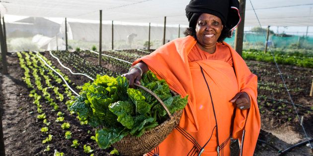 African Xhosa woman holding up beetroot she has harvested from her garden.