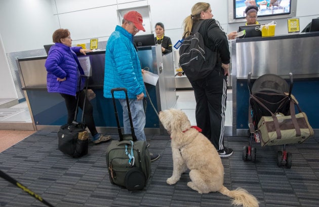 Atlantic City, New Jersey - December 19, 2017: Male airline passenger is checking in his pet labradoodle that will accompany him on the plane. the dog is a comfort dog and he must show the proper documentation for the dog to be allowed on the plane. Shot with a Canon 5D Mark lV.