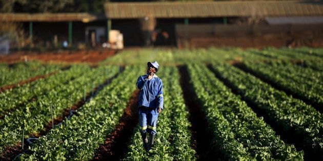 A worker on a farm south of Johannesburg. Government's land reform and restitution programmes have failed to provide adequate access to land for those that want it.