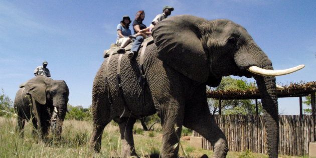 Tourists from Las Vegas enjoy an elephant ride at the Elephants for Africa Forever project in the Dinokeng Game Reserve.