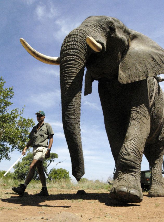 South African game ranger Dean Riley guides a bull elephant at the Elephants for Africa Forever project in the Dinokeng Game Reserve, 100 km (62 miles) northeast of Johannesburg December 23, 2005.