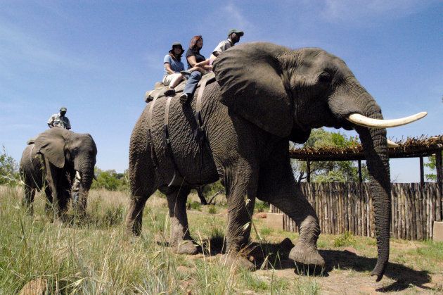 Tourists from Las Vegas enjoy an elephant ride at the Elephants for Africa Forever project in the Dinokeng Game Reserve, 100 km (62 miles) northeast of Johannesburg December 23, 2005.