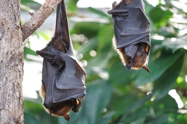 Flying foxes look menacing, but they're harmless.