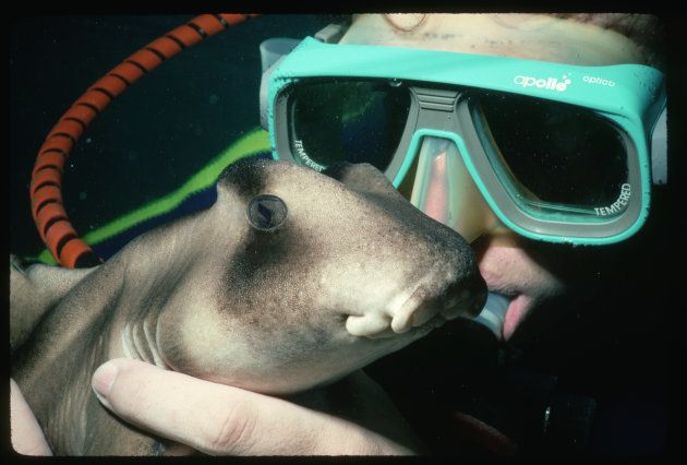 Port Jackson Sharks are more darling, than dangerous.