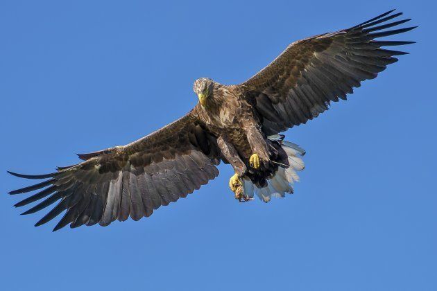 Be eagle-eyed when you're near one of these birds of prey.