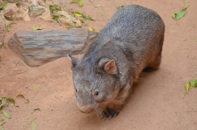 Cute and cuddly - what's not to love about wombats?