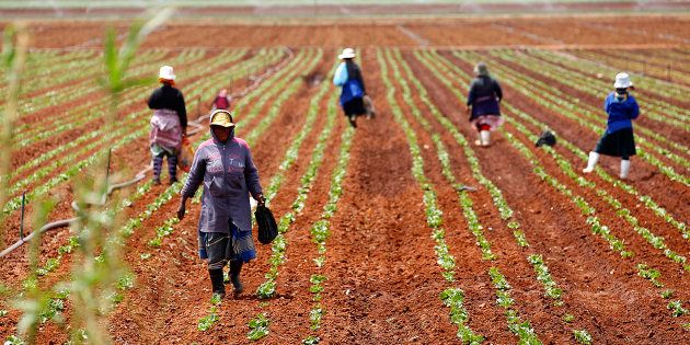 Farm workers stand in a field at a farm in Klippoortie, east of Johannesburg.