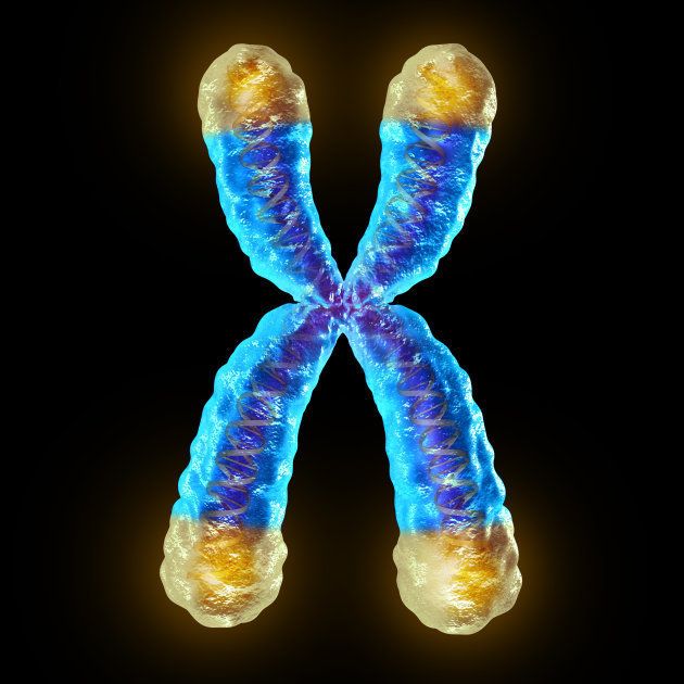 Telomeres are caps at the end of each strand of DNA that protect chromosomes from deterioration (kind of like the plastic tips at the end of our shoelaces).