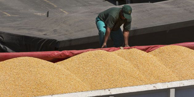 A truck driver secures a cover over his cargo of imported corn maize after loading on the dockside at the city port in Cape Town, South Africa, on Thursday, Feb. 18, 2016.