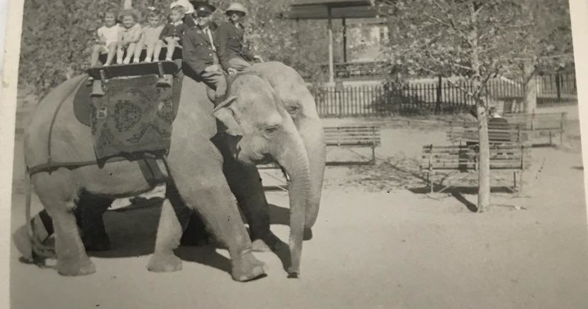 Remember When Children Could Ride Elephants At Johannesburg Zoo