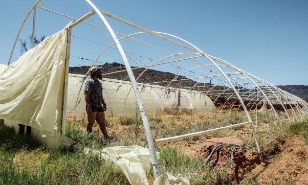 Farmers in Melkboom, Western Cape, had to let their 34,000 cucumber plants inside their greenhouses die this year, because they didn't have enough water for them due to the water restrictions caused by the drought. This farm had to let go half of its permanent staff, because there was not enough work for them.