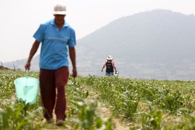 The legislation being drafted will draw on an energy reform completed last year that gave the government more power to act in favor of investors in disputes with communal landholders over usage of rural areas such as those known as ejidos, said the two officials from the government and the ruling Institutional Revolutionary Party (PRI). Picture taken May, 13, 2015. REUTERS/Edgard Garrido