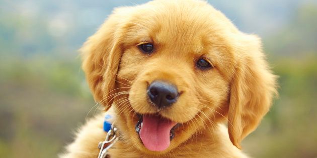 Labrador puppy, portrait