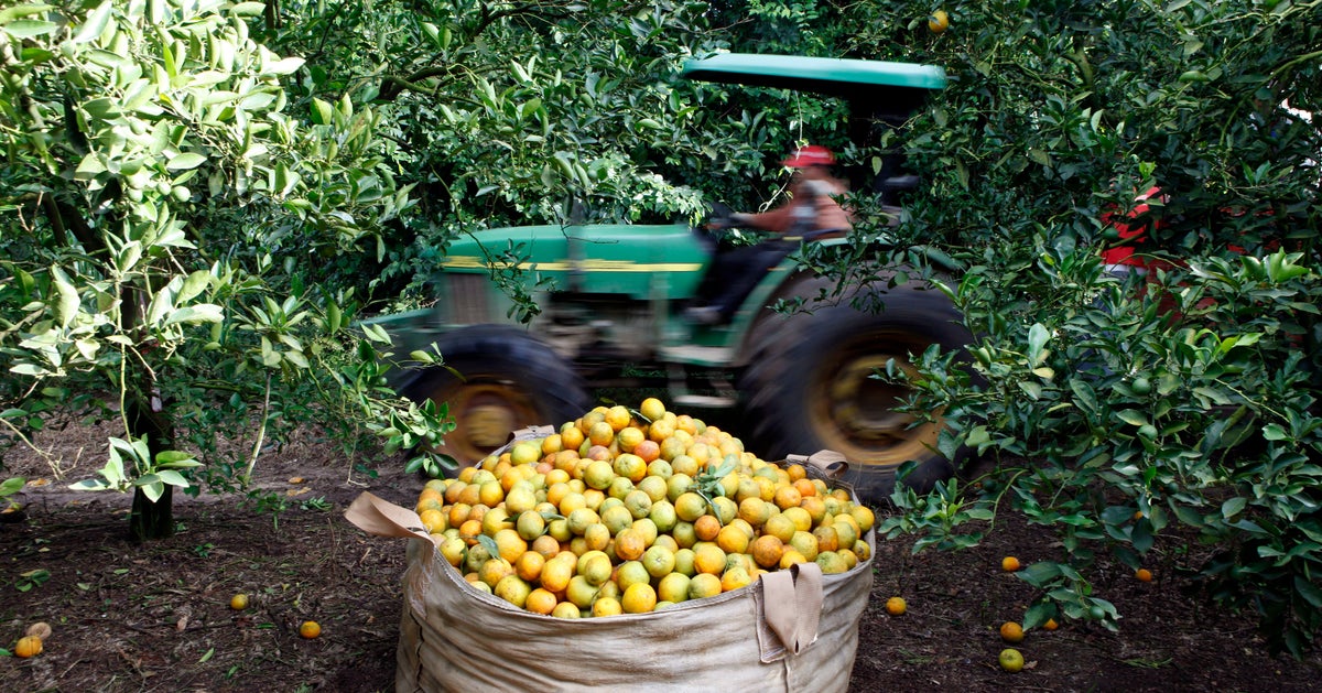 Fruitful Opportunities For The Citrus Industry HuffPost UK