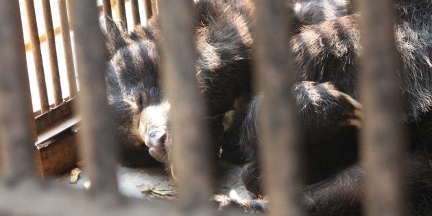 Rangila at The Central Zoo.