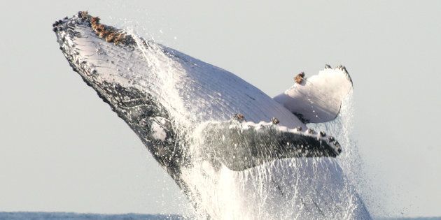 A humpback whale breaches off the coast of SA.