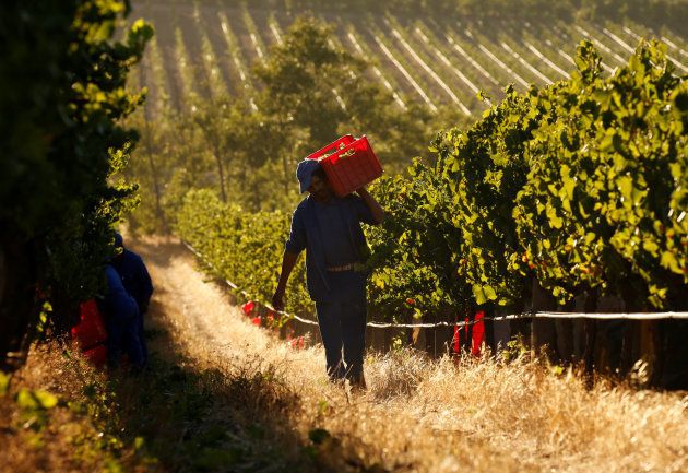 Workers harvest grapes at the La Motte wine farm in Franschhoek near Cape Town.