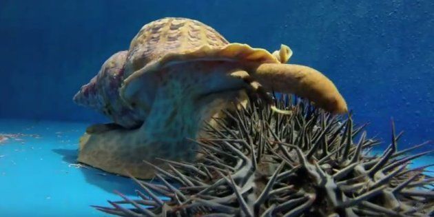 A triton sea snail eating a crown of thorns starfish