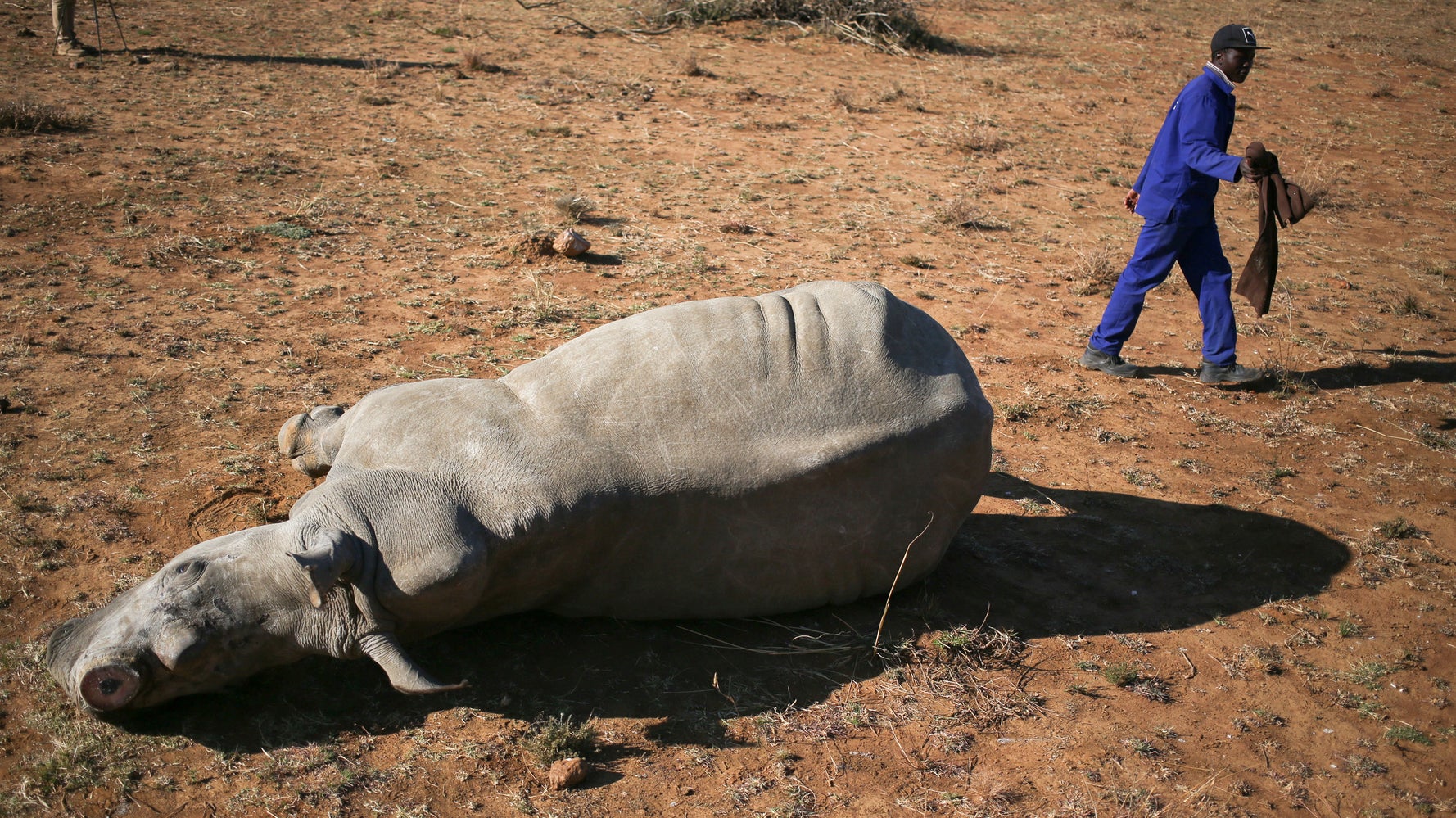 Rhinos Are Hunted By A Myth Huffpost Uk