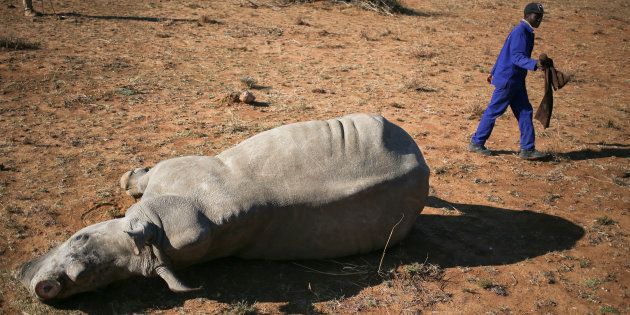 A worker walks past a tranquillised rhino after it was dehorned in an effort to deter the poaching of one of the world's endangered species, at a farm outside Klerksdorp, in the north-west province, South Africa, August 14, 2017.