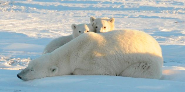 A World Wildlife Fund photograph taken along the western shore of Hudson Bay in November 2010 shows a female polar bear with two cubs near Churchill, Canada, in this image released to Reuters on February 9, 2011. Polar bear mothers will have a harder time carrying cubs to term as Arctic sea ice dwindles, a new study said, and the U.S. government recognized that Pacific walruses need protection in their melting icy habitat. Arctic ice reached the third-lowest level ever recorded in 2010, and was at record low levels in January. Because the Arctic is a major weather-maker for much of the Northern Hemisphere, these changes are being blamed for severe storms in some of the world's most densely populated areas. REUTERS/Geoff York/World Wildlife Fund/Handout (CANADA - Tags: ENVIRONMENT ANIMALS) FOR EDITORIAL USE ONLY. NOT FOR SALE FOR MARKETING OR ADVERTISING CAMPAIGNS